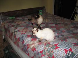 tara & emma bedroom reno 2010